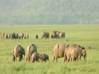 Wildlife Conservation Week from Oct 2