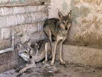 Wolf count fast dwindling in Rajasthan
