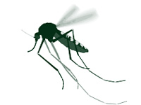 Antibodies found which ‘neutralise’ Zika virus
